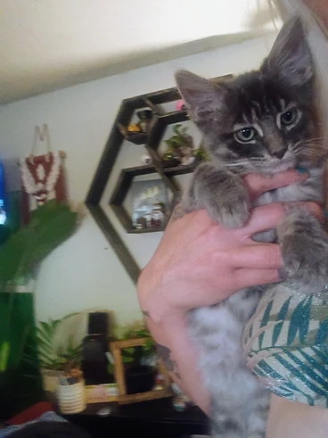 Grey long-haired tabby kitten named Dexter