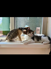 Max & Lillie now, thriving in a loving home