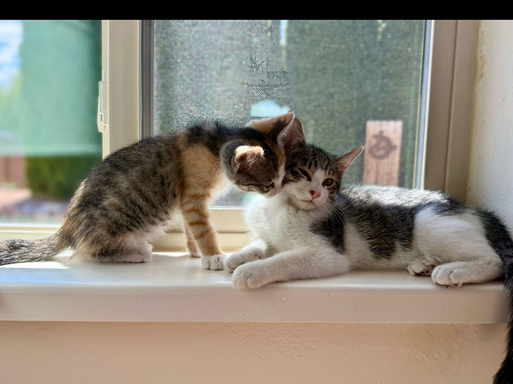 Max and his new little sister Lillie perched together on the windowsill