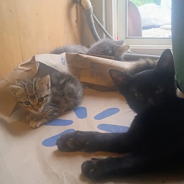 A fluffy tabby kitten and a black kitten resting on a paper bag