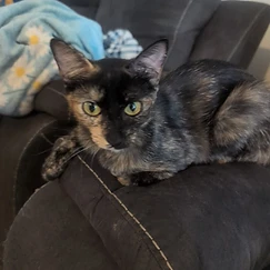Chimera (tortoiseshell) cat named Cali