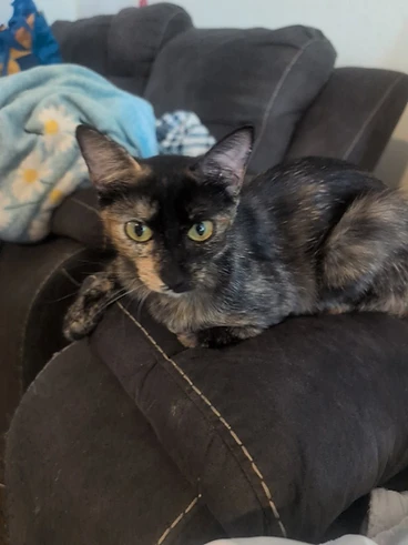 Chimera (tortoiseshell) kitten named Cali