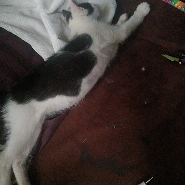 Scooter stretched out on the carpet