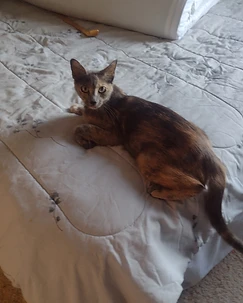 Calico cat named Bianca