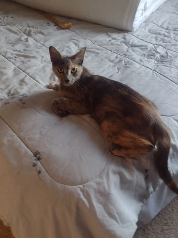 Calico kitten named Bianca