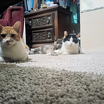 Three rescued cats — an orange-and-white tabby, a dilute tortoiseshell, and a black-and-white tuxedo — resting together on a soft cream carpet