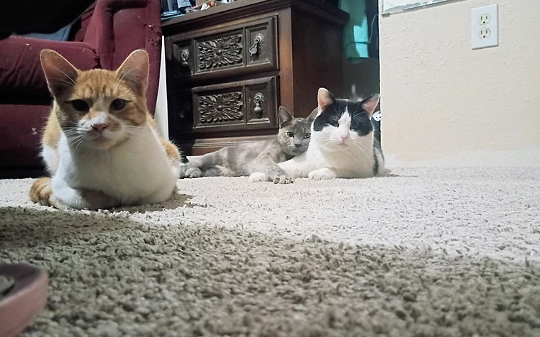 Penny, Quigley, and Scooter resting together