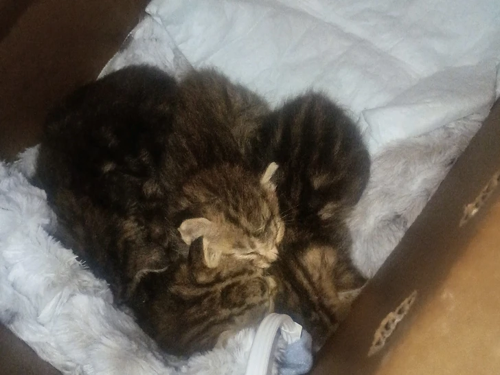 Shaggy, Freddy, Daphne, and Velma as newborns, huddled together in a box