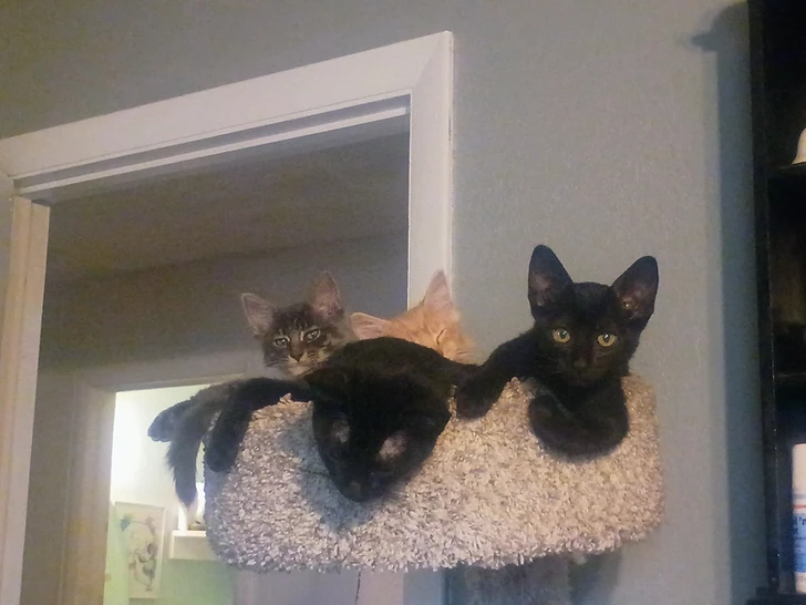 Dexter, Thomas, Frankie, and Gizmo piled together