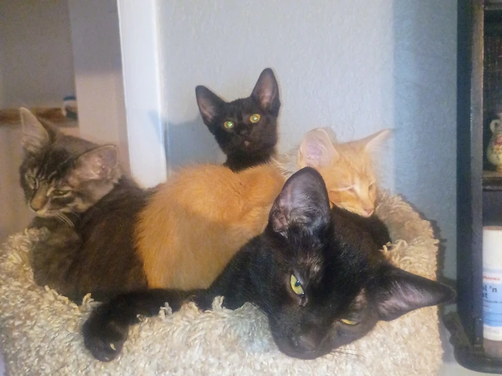 Dexter, Gizmo, and Thomas squishing Frankie at the bottom of the pile