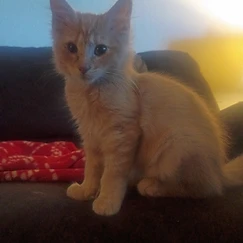 Light orange tabby (dreamsicle) cat named Garth