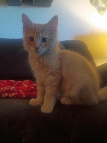 Light orange tabby (dreamsicle) kitten named Garth