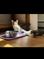 Max & Lillie before adoption