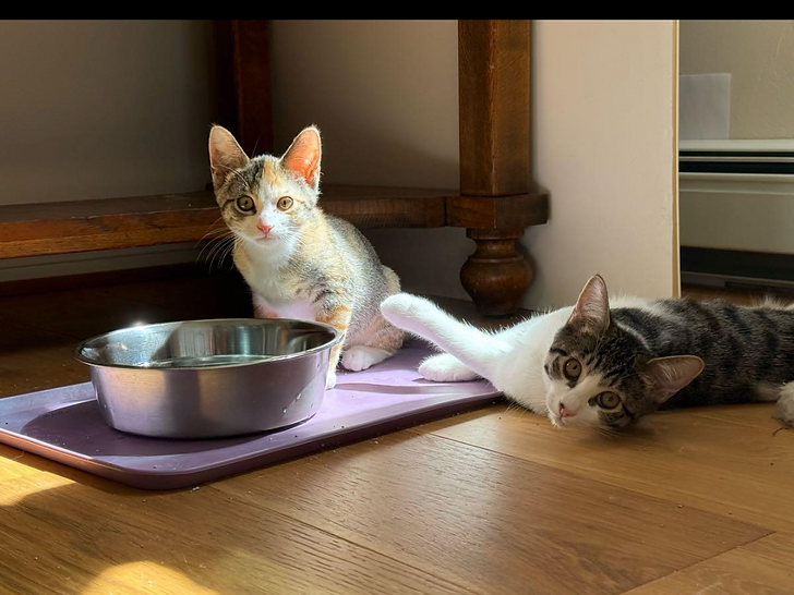 Max, now a big brother, at home