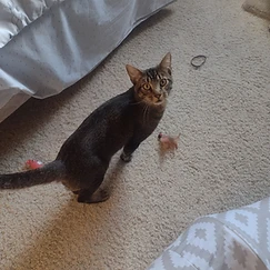 Brown tabby cat named Big Bob