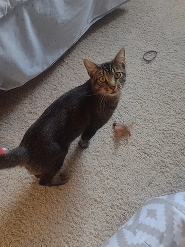 Brown tabby kitten named Big Bob