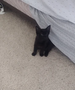 Black cat named Poe