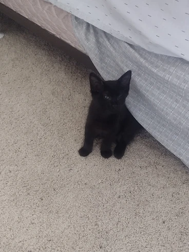 Black kitten named Poe