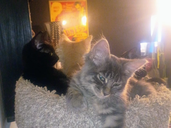Gizmo and Dexter showing off his "blue steel" look at the top of the cat tree