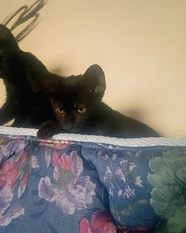 Black cat named Gizmo