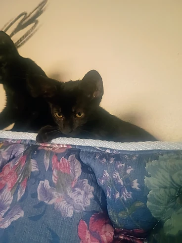 Black kitten named Gizmo