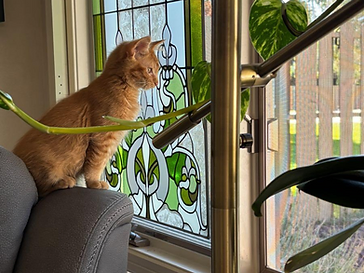 Hobbes, a rescued kitten now thriving in a loving home