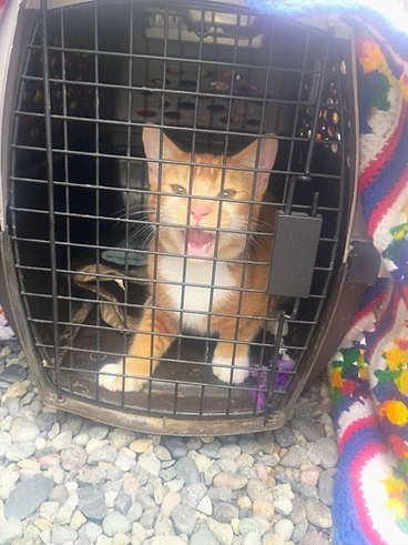 Orange & white kitten named Marty