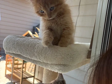 Our very first fosters, a rescued kitten now thriving in a loving home