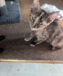 Diluted calico cat named Winifred