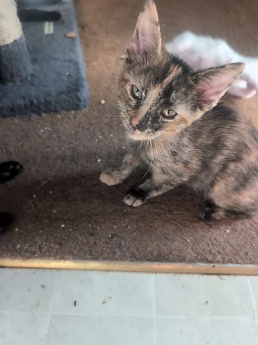 Diluted calico kitten named Winifred