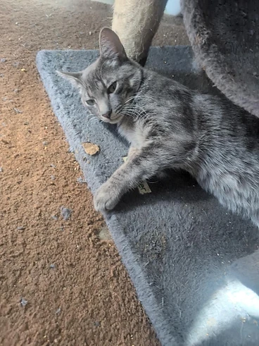 Grey tabby kitten named Goat