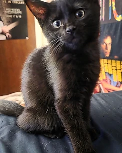 Black cat named Spooks