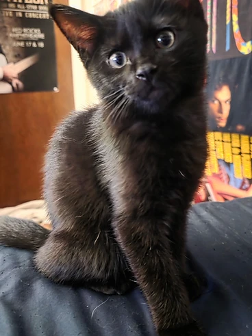 Black kitten named Spooks
