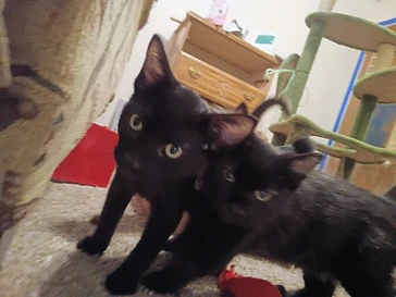 Frankie (Fwanknbeans), a rescued kitten now thriving in a loving home