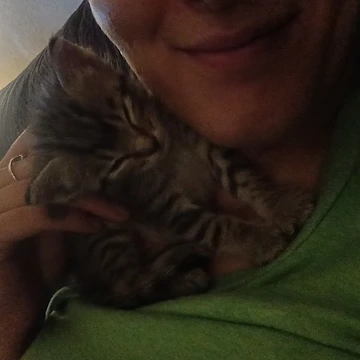 A sleeping tabby kitten cradled against a volunteer's chest