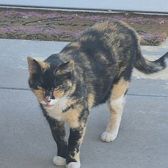 Calico cat named Dora