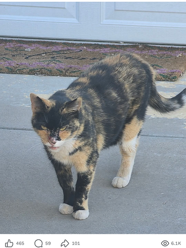 Calico kitten named Dora