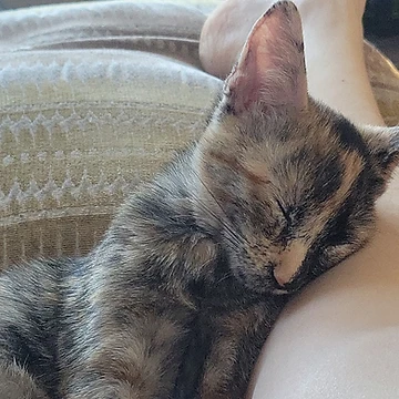 A tiny tortoiseshell kitten asleep against a soft cushion