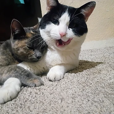 Scooter snuggled with his calico sister Quigley