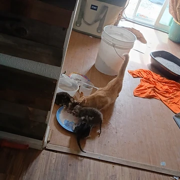 An orange tabby cat and two kittens eating dinner on the kitchen floor