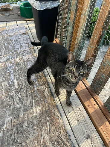 Dark charcoal & brown tabby kitten named Cooper