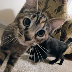 Brown calico tabby cat named Padmé