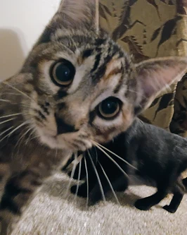 Brown calico tabby cat named Padmé