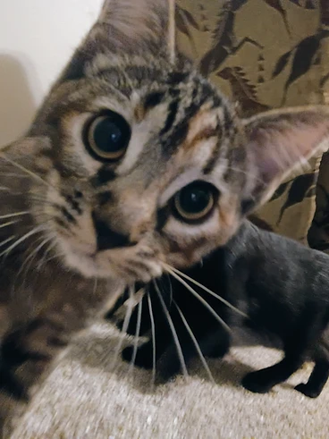 Brown calico tabby kitten named Padmé