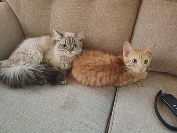 Monty, a rescued kitten now thriving in a loving home
