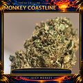 Monkey Coastline Fresh Cali Line Flowers – originale Detailaufnahme der Blüte