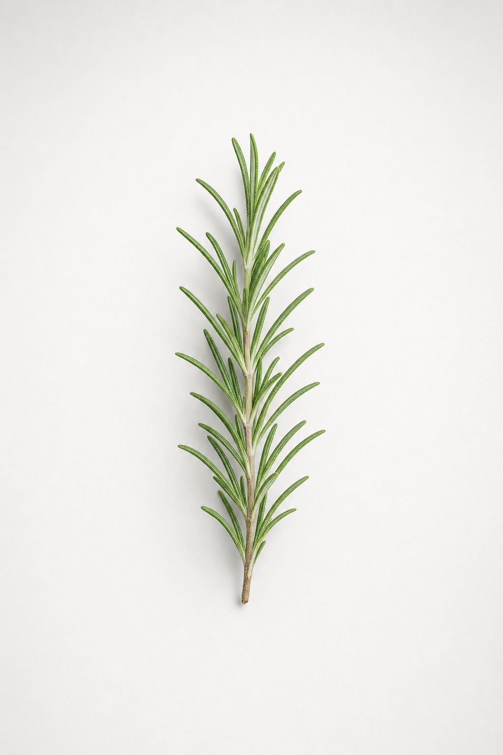 A single sprig of fresh rosemary against a light grey background