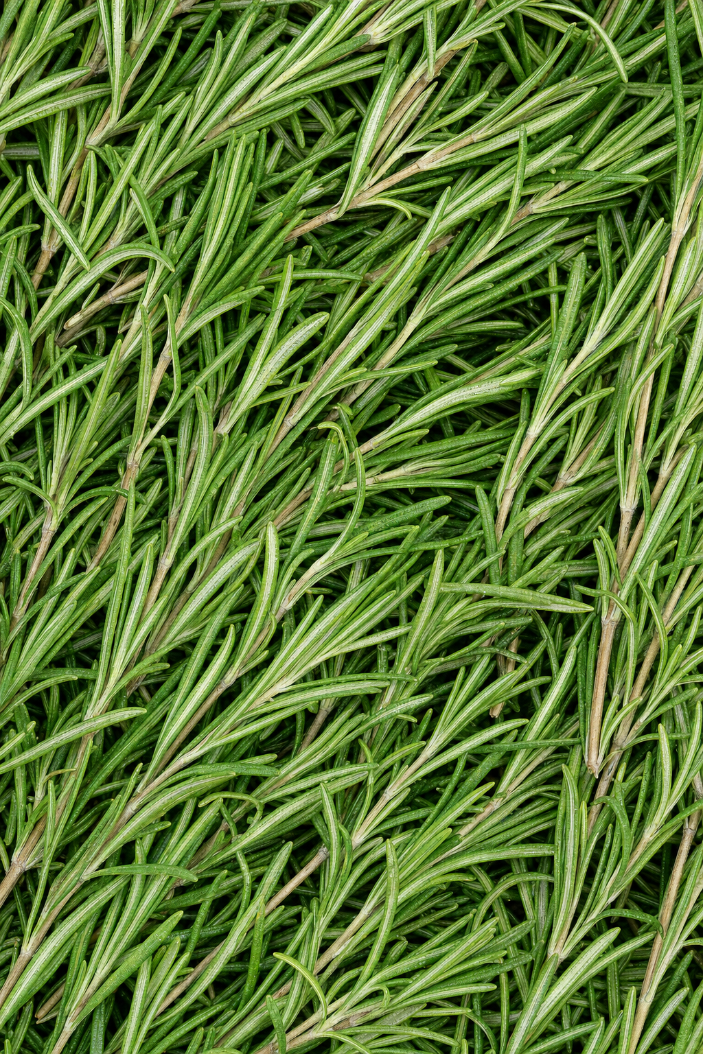 A close up of fresh rosemary sprigs
