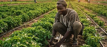 Agriculture Moderne et Durable au Sénégal