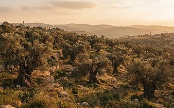 The Olive Harvest of the Highlands